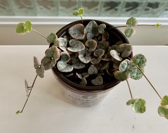 Variegated String of Hearts (Ceropegia Woodii Variegata)