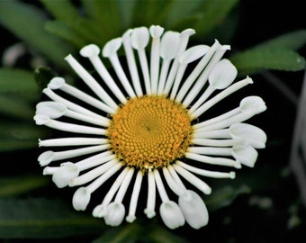 Shasta Daisy - Sweet Daisy  White (5 Live Starter plants: Bare-roots)