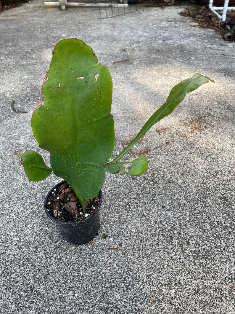 Epiphyllum Oxypetalum, Queen of The Night, Hoa Quỳnh Live Plant image 9