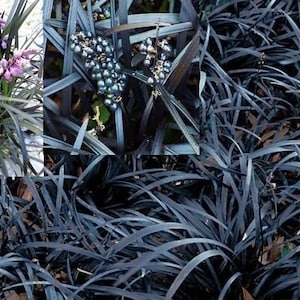 Jet Black Mondo Grass Ophiopogon Planiscapus Nigrescens: 10 Starter Plants image 1