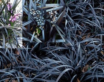 Jet Black Mondo Grass (Ophiopogon Planiscapus Nigrescens): 10 Starter Plants