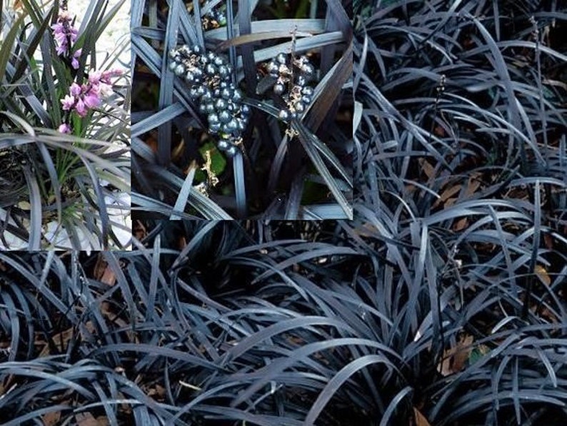 Jet Black Mondo Grass Ophiopogon Planiscapus Nigrescens: 10 Starter Plants image 1