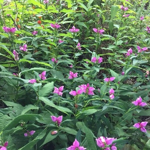 May include: A close-up of a patch of pink flowers with green leaves. The flowers are in bloom and have a delicate, feminine appearance.