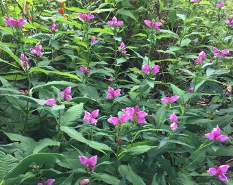 Pink Turtlehead (Chelone)