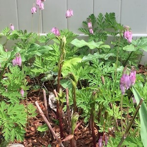May include: A close-up of a garden bed with pink bleeding heart flowers in bloom. The flowers are surrounded by green foliage and brown mulch.