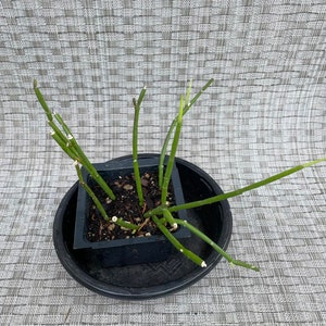 Ceropegia Ampliata Bushmans Pipe, Condom Plant, Horny Wonder Live Plant image 3