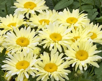 Shasta Daisy 'Yellow Banana Cream' perennials: 5 Live Starter Plants