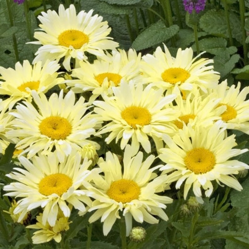 Shasta Daisy 'yellow Banana Cream' Perennials 5 Live Starter Plants Etsy