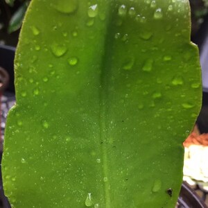 Epiphyllum Oxypetalum, Queen of The Night, Hoa Quỳnh Live Plant image 7