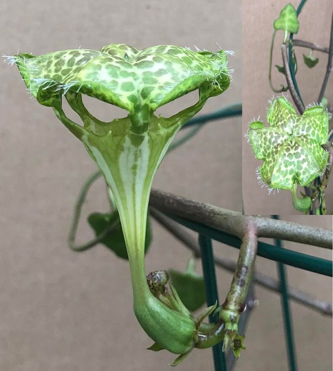 Ceropegia Sandersonii: Parachute Live Plant! - Etsy Canada