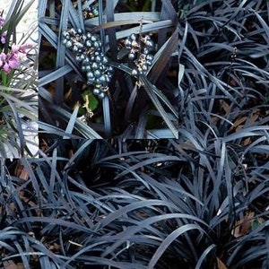 Jet Black Mondo Grass (Ophiopogon Planiscapus Nigrescens): 10 Individual Mature Rooted Live Plants