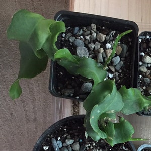 Curly Orchid Cactus Epiphyllum Guatemalense Monstrose ...