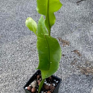 Epiphyllum Oxypetalum, Queen of The Night, Hoa Quỳnh Live Plant image 6