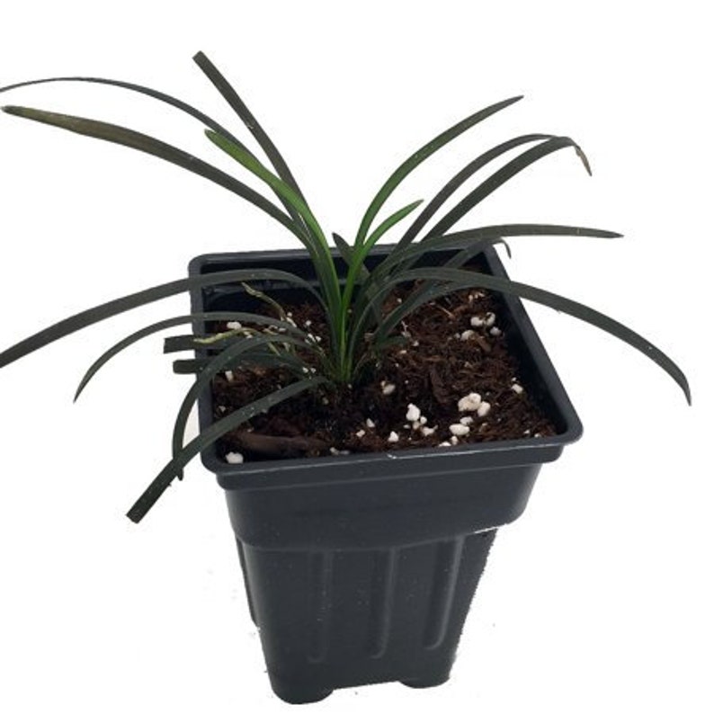 Jet Black Mondo Grass Ophiopogon Planiscapus Nigrescens: 10 Starter Plants image 2