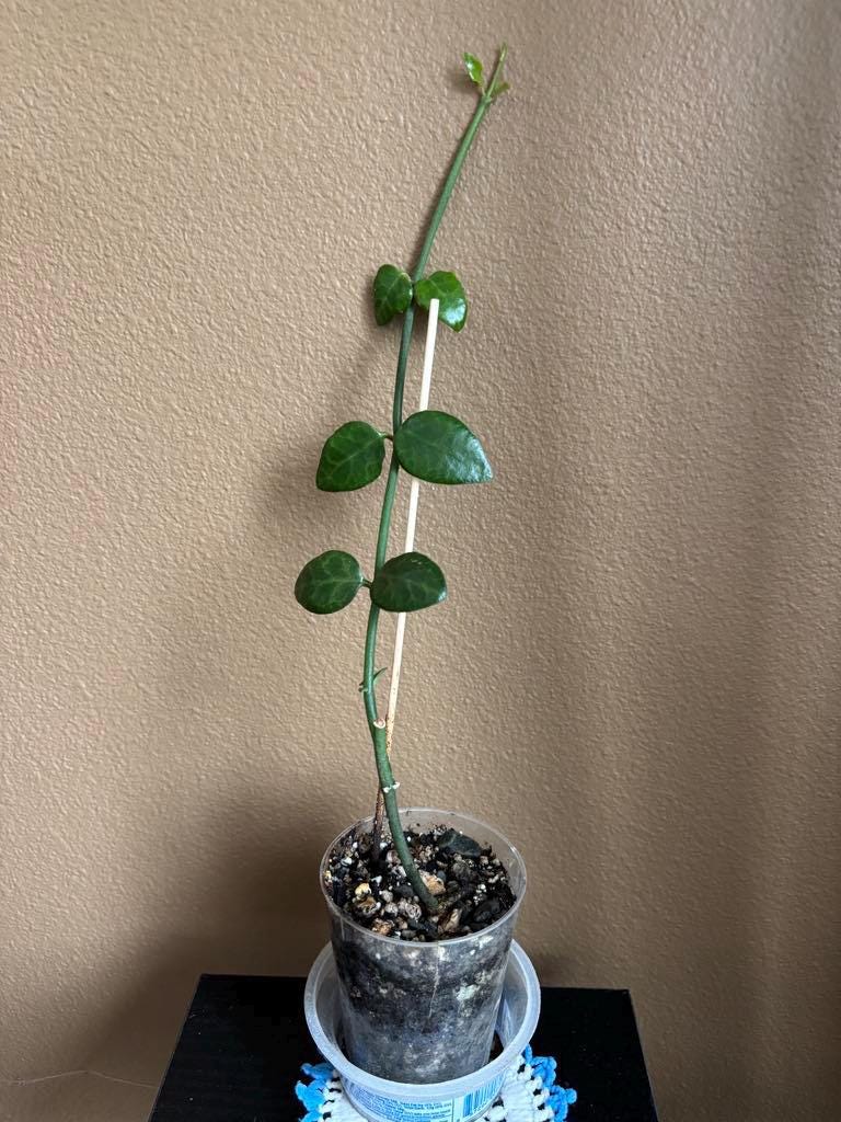 Ceropegia Sandersonii: Parachute Live Plant! - Etsy