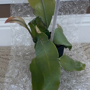 Epiphyllum Oxypetalum, Queen of The Night, Hoa Quỳnh Live Plant Well Rooted Plant