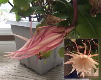 Epiphyllum Oxypetalum, Queen of The Night, Hoa Quỳnh Live Plant!