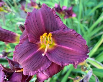 Daylilies