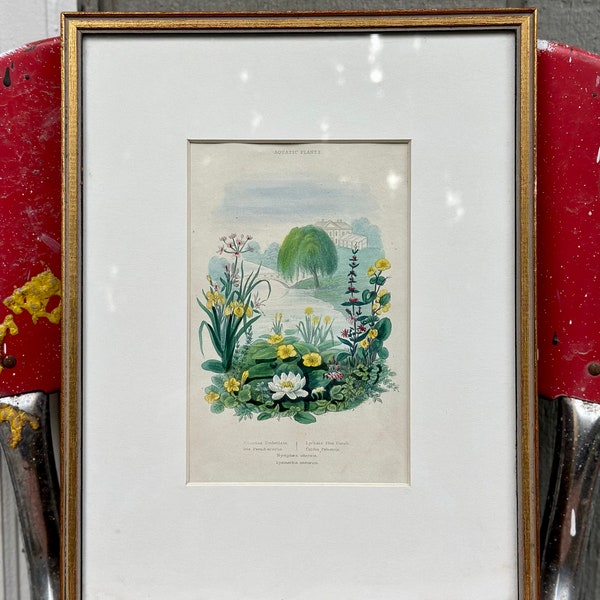 Vintage Print Aquatic Plants | Framed Plants Illustration | Vintage Plant Book Illustration