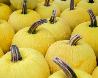 Yellow Pumpkin Patch - Digital Download - Digital Print