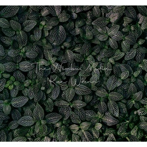 Dark Nerve Plant - Fittonia Digital Download - Digital Print