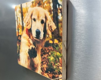 May include: A golden retriever dog with a red collar is looking at the camera and giving a paw. The dog is in a forest setting with fall foliage.