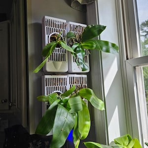 May include: Four white rectangular wall-mounted planters arranged in a grid, each containing a green orchid plant with broad leaves and visible roots nestled in brown moss. The planters feature vertical slats and a circular opening for the plant.