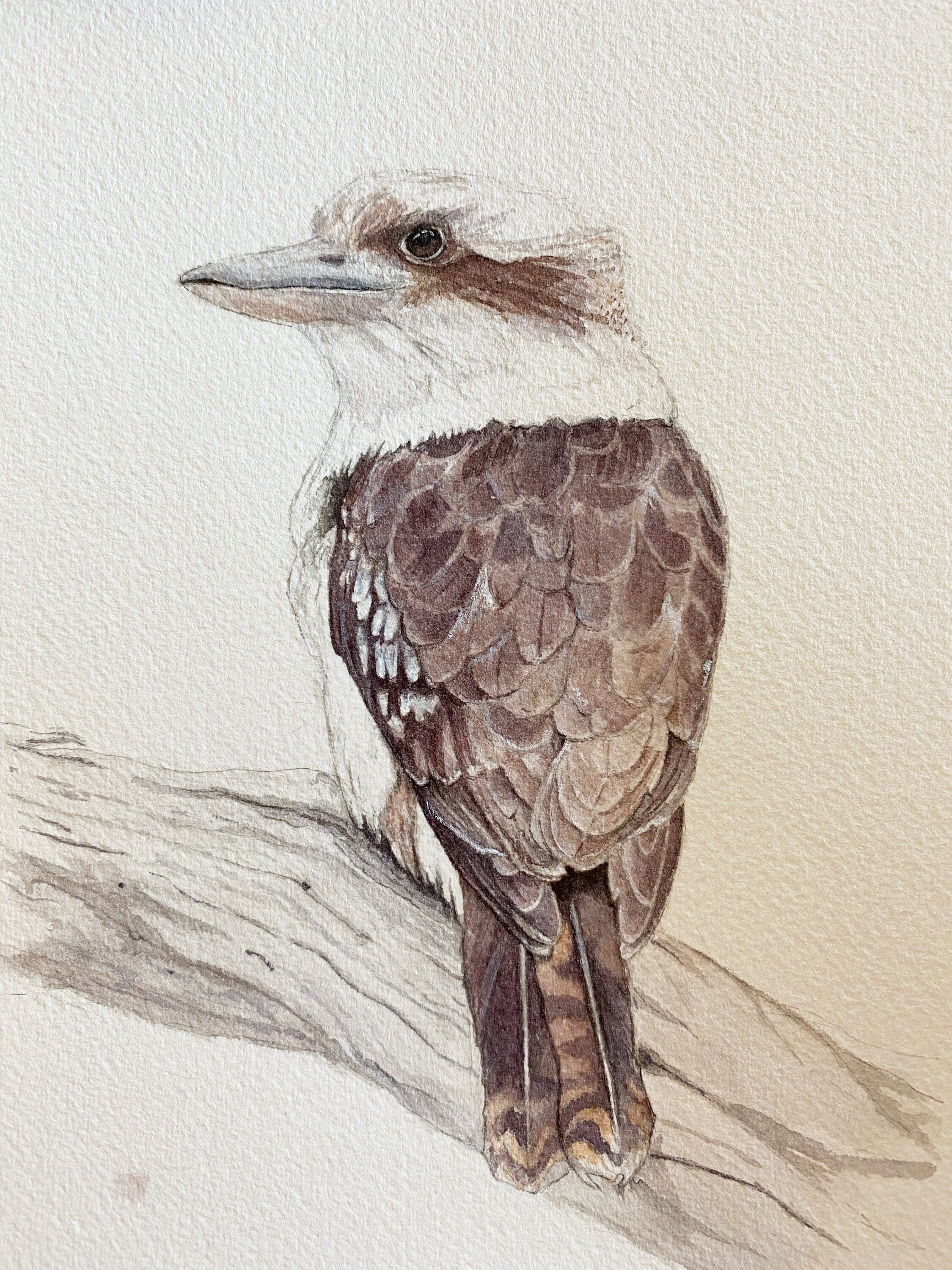 Kookaburra Print Etsy Australia