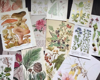 Botanical Ephemera: Vintage Book Pages for Collage, Scrapbooking (20 Pages)
