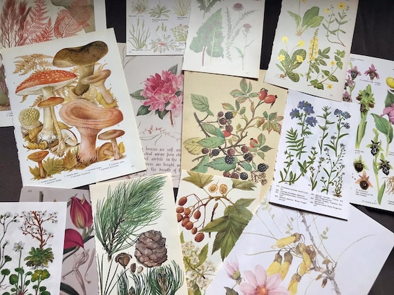 Cut Out & Collage: Botanical Flowers: Vintage Floral Ephemera