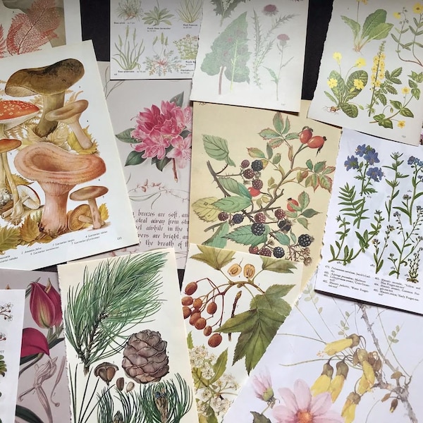 20 pages of botanical ephemera, vintage book pages for collage art, scrapbooking, snail mailing, decoupage, journaling, fussy cutting