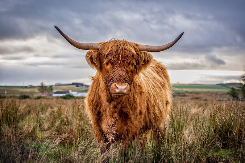 Highland Cow Scottish Highlands Cows 12x16 Mounted Etsy