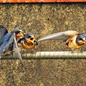 Three swallows yelling at other birds with beaks open