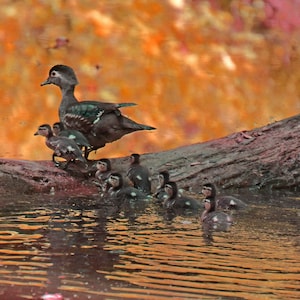 Mother and baby wood ducks crossing over a log on a creek