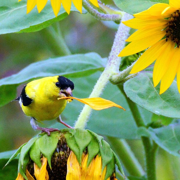 Digital photo of beautiful goldfinch eating sunflower seeds with a leaf in his beak, facing the camera in landscape view.