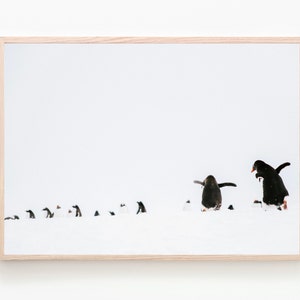 Penguin Wall Print, Antarctica, Snow, Christmas, White, Wildlife, Nature, Living Room, Wall Decor, Landscape, Photography, Wall Art, Poster