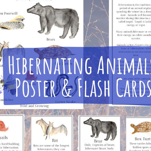 Hibernating Animals Poster and Fact Flash Cards Etsy