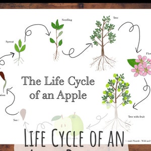 Life Cycle of an Apple Diagram