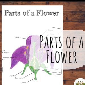 Parties d'une fleur - étude botanique | École à la maison et Montessori imprimable