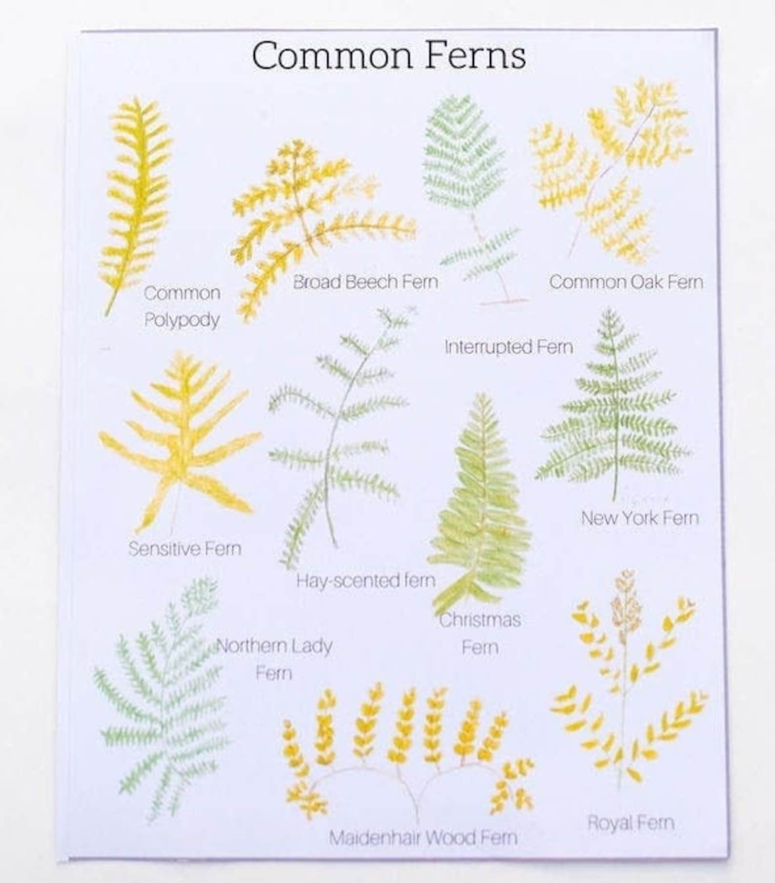 Fern Identification Poster Guide Etsy