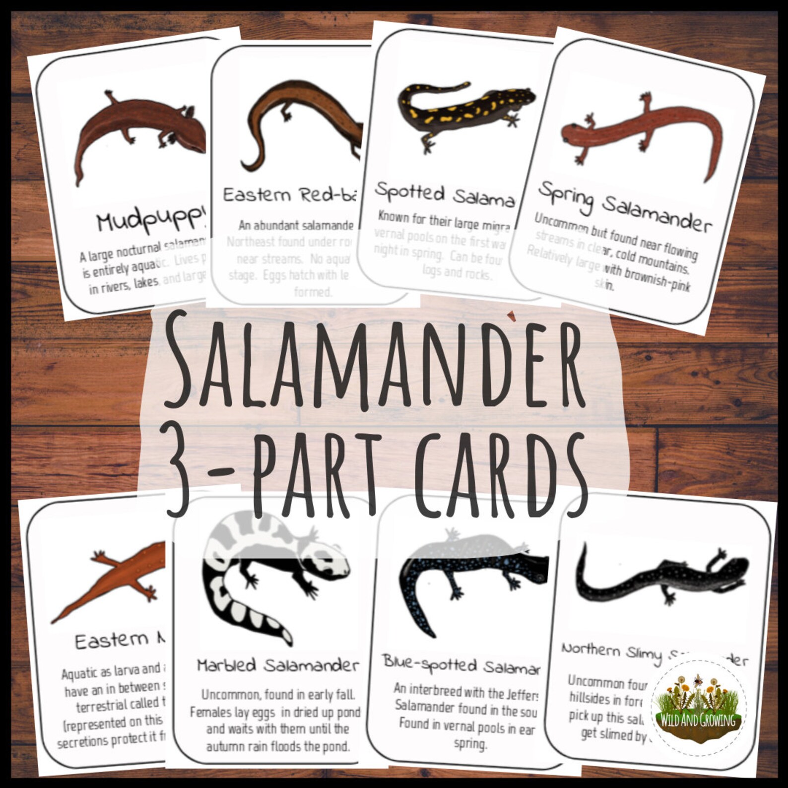 Salamander Poster & 3-part Cards Nature Based Learning Homeschool