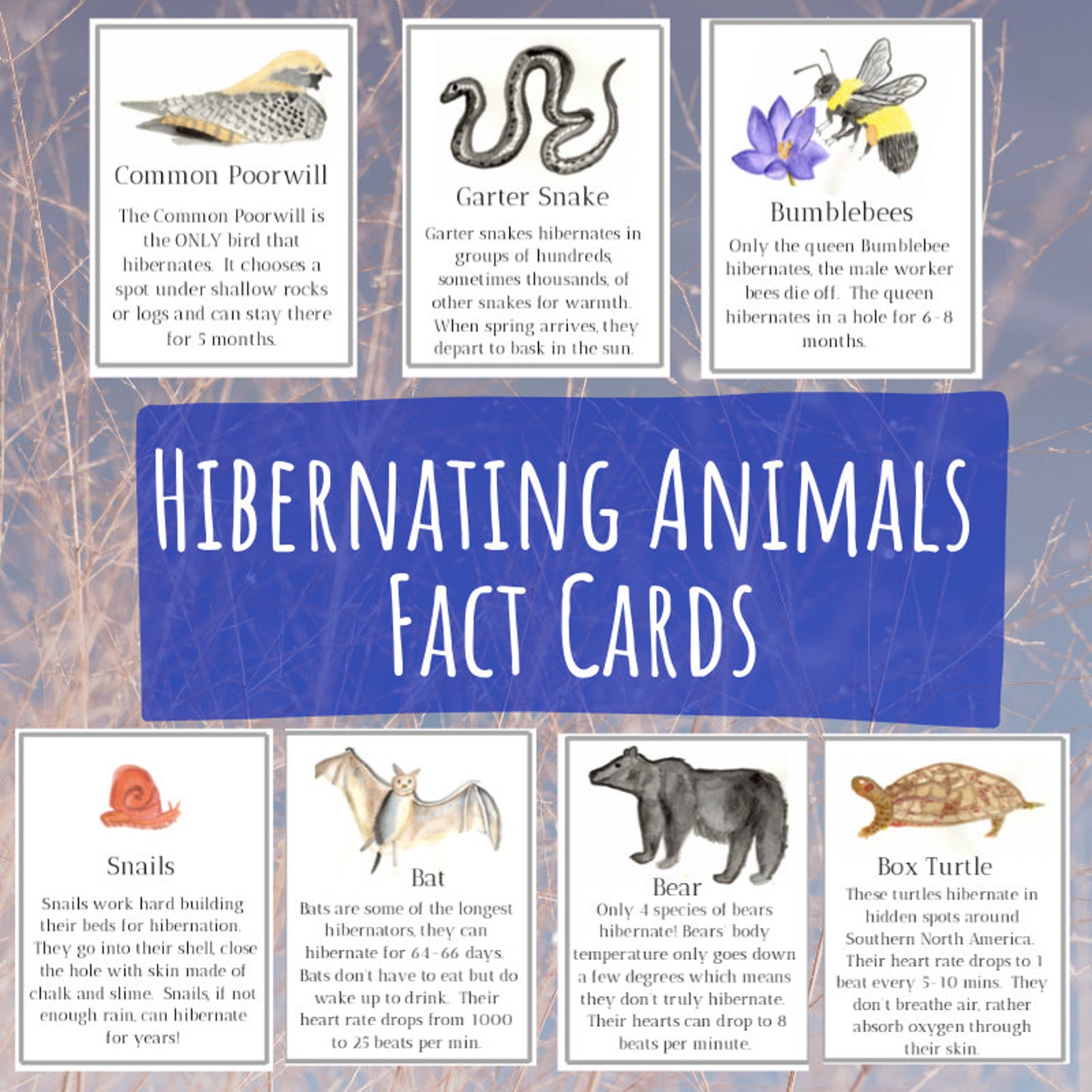 Hibernating Animals Poster and Fact Flash Cards Etsy