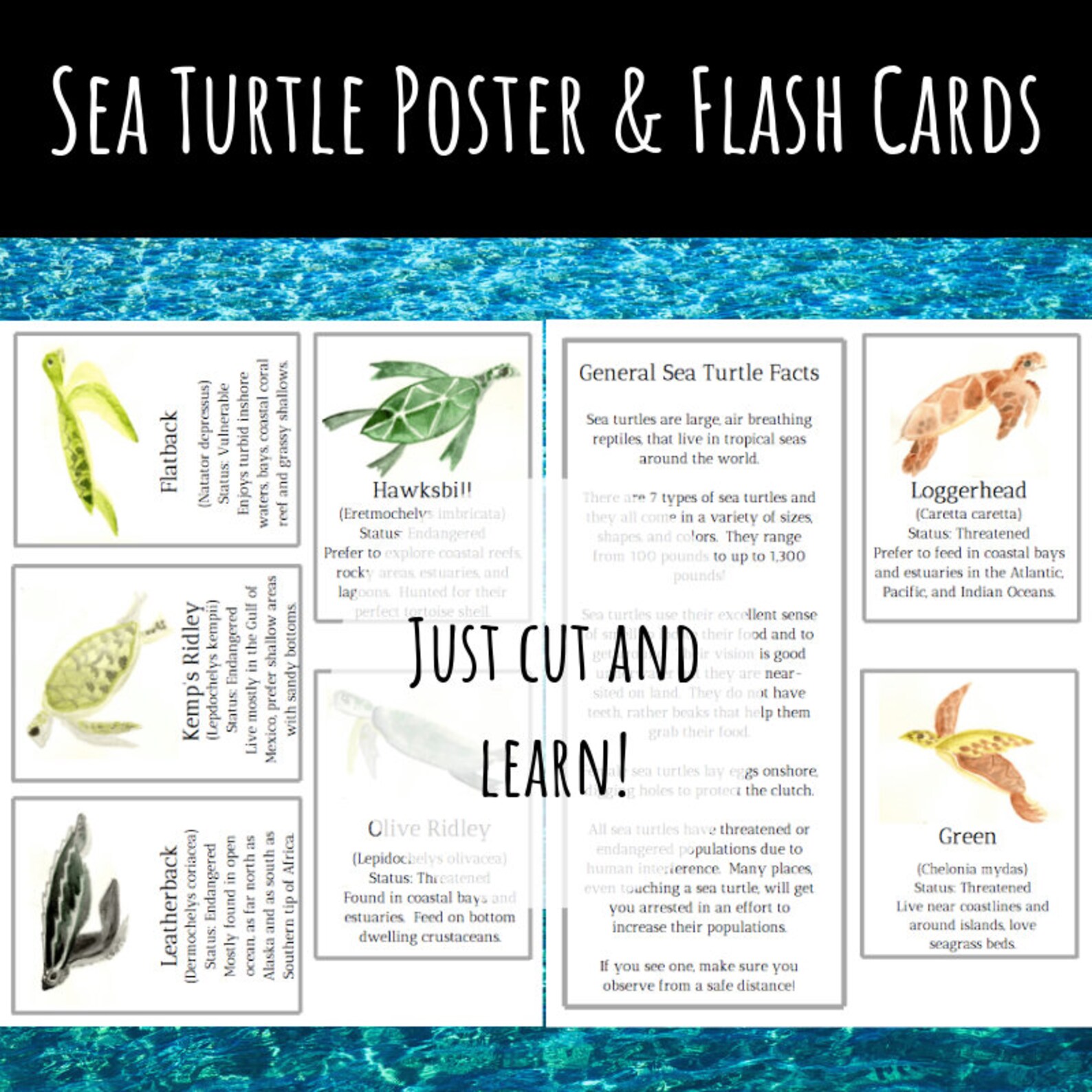 Sea Turtle Poster & Flash Cards Instant Download | Etsy Canada