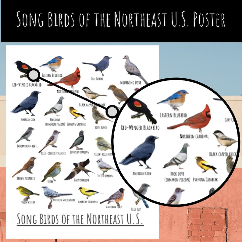 Songbirds of the Northeast U.S. Poster Instant Download - Etsy