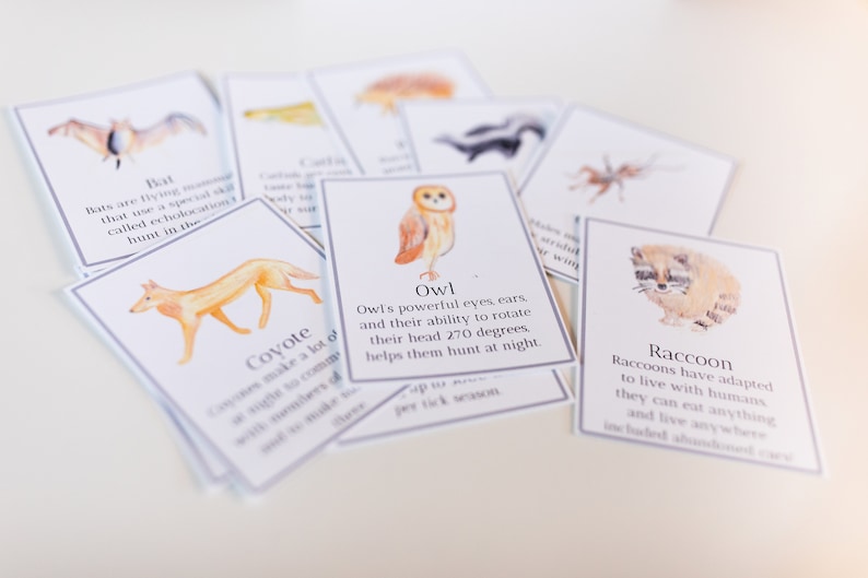 Nocturnal Animals Poster and Flash Cards - Etsy