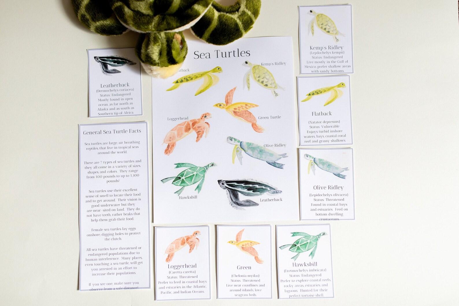 Sea Turtle Poster & Flash Cards Instant Download | Etsy