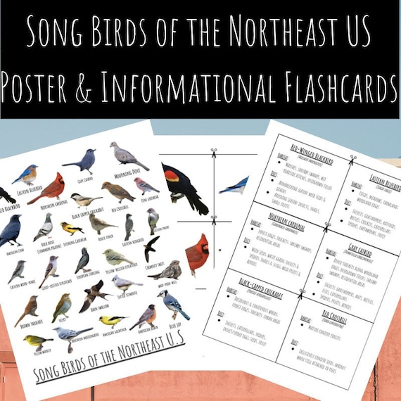 Songbirds of the Northeast U.S. Poster and Informational