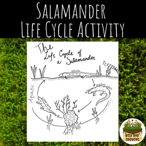 life cycle of a salamander