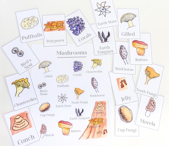 Mushroom Poster and Three Part Flashcards | Etsy