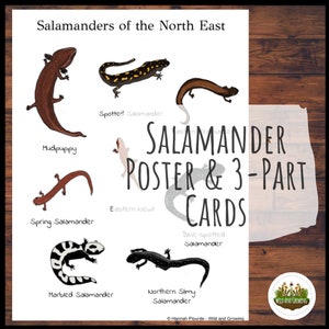 Poster di Salamander e cartoline in 3 parti / Apprendimento basato sulla natura - Risorse per la scuola domestica